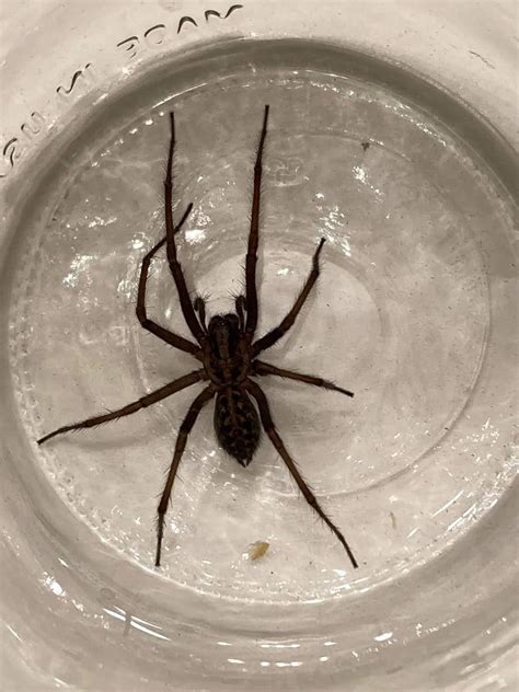Giant House Spiders