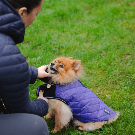 Henry Wag Purple Quilted Dog Jacket – henrywagindia