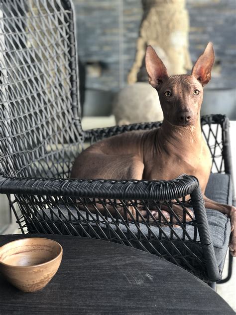 Peruvian Hairless Dog