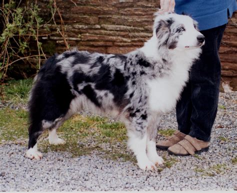 merle pictures - Australian Shepherd Health & Genetics Institute