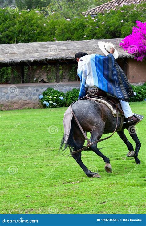 Paso Peruvian Horse-Wayra Urubamba - Peru 40 Editorial Image - Image of ...