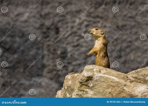 Marmot on stock image. Image of alps, danger, alert, highlands - 99781365