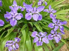 iris fiore coltivazione tutto quello c 232 da sapere sull iris un fiore dal iris fiore coltivazione tutto quello c 232 da sapere sull iris un fiore dal