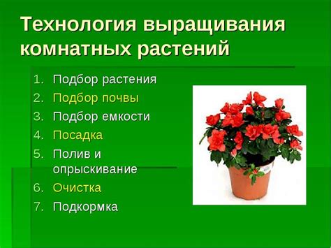 Комнатные растения, домашние цветы: уход за ними, выращивание комнатных ...