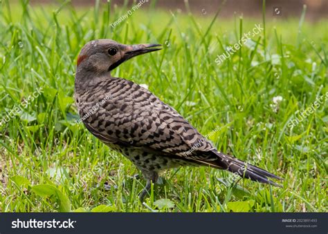 Northern Flicker
