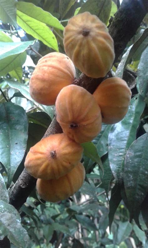 Dwarf Mulchi Fruit Plant (Plinia salticola) – veliyathgardens