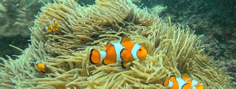 Phuket: 3 Micro Khai Islands Relaxing Tour (Half Day or Full day ...