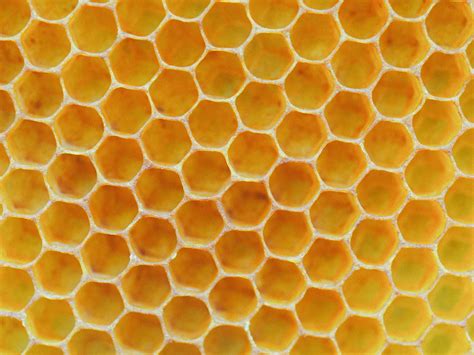 Honeycomb