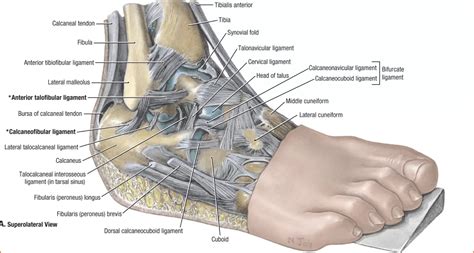 Ankle Anatomy Explained - Triangle Physiotherapy