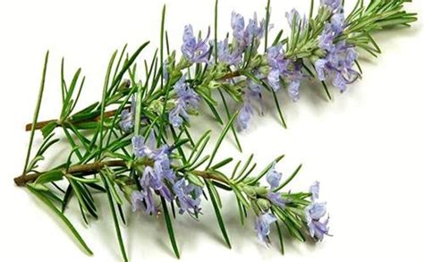 B0B394Y9P6 Wofloo Rosemary Plant Fresh For Your Kitchen Ready To Use ...
