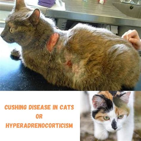 What is hyperadrenocorticism in cats? | Muhammad Waleed posted on the ...