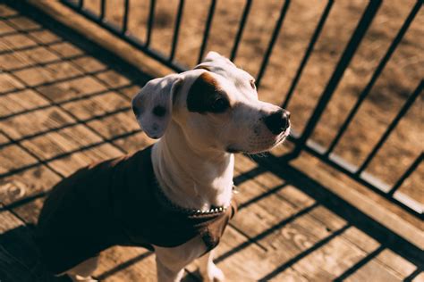 Treatment options for iron deficiency anemia in dogs - Vetster