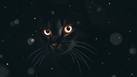 [100+] Dark Mode Wallpapers | Wallpapers.com