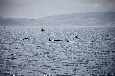 Overwhelming first encounter with Orcas