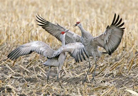 A 'conservation success story': first Great Midwest Crane Fest to ...