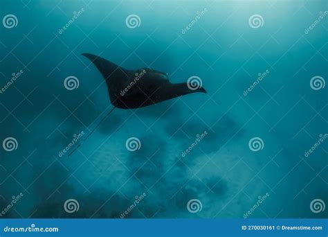 Manta Ray Swimming Freely in Ocean. Giant Manta Ray Floating Underwater ...