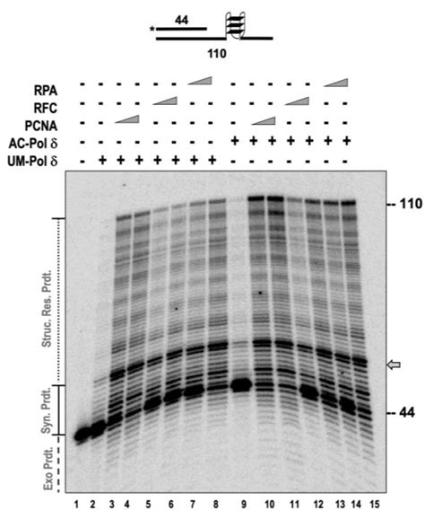 DNA Polymerase Delta Exhibits Altered Catalytic Properties on Lysine ...