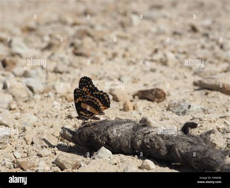 Butterfly on coyote droppings Stock Photo - Alamy