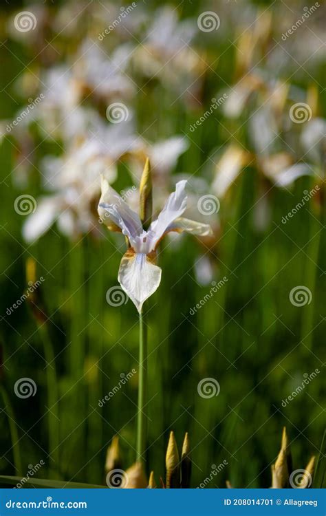 White Irises on the Flower Bed. Japanese Iris in the Garden. White ...