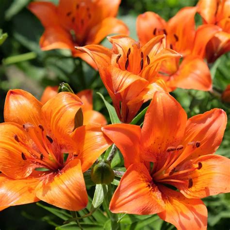7 Beautiful Sun-Loving Plants That Thrive In Light