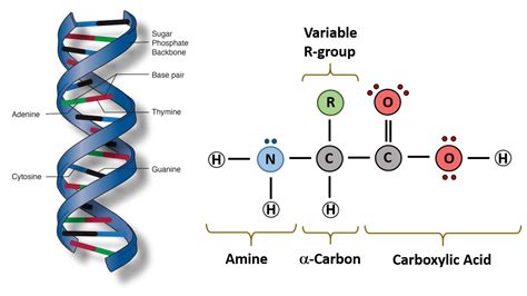 Molecular Structure Definition And Examples – GIAU