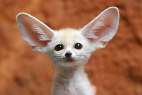 8 Fun Facts About the Fennec Fox