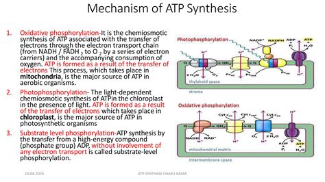 ATP SYNTHASE STRUCTURE ATP SYNTHESIS.pptx