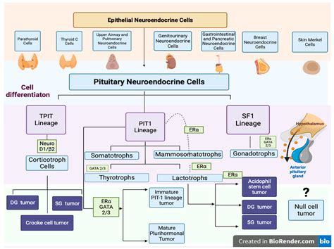 Plurihormonal Pituitary Neuroendocrine Tumors: Clinical Relevance of Immunohistochemical Analysis