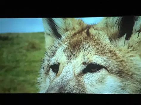 狼的隐秘生活：一个与狼生活6年的动人故事