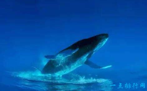 寻找世界上最孤独鲸鱼的小哥俩 - 每日头条
