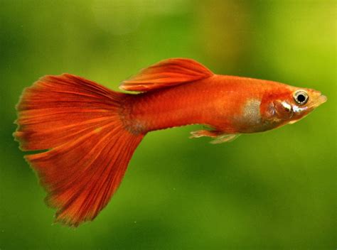 beautiful aquarium fish