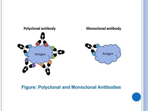 Monoclonal and Polyclonal Antibodies | PPTX