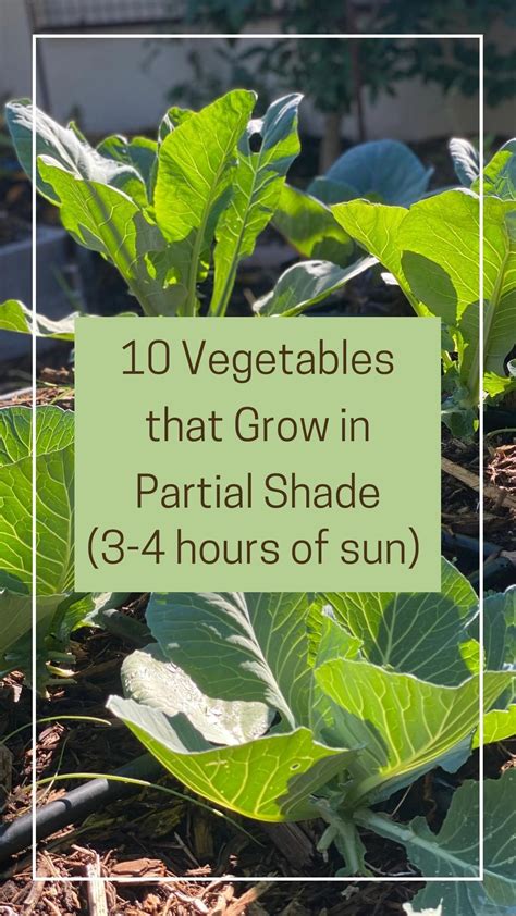 28 vegetables that grow in shade for gardens without full sun – Artofit