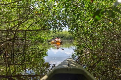 Kayaking in everglades national park, florida, usa | Premium Photo