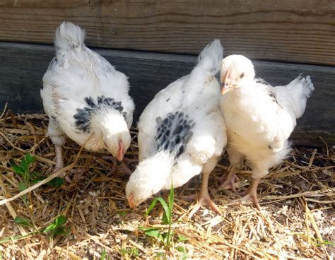 Light Sussex Chickens | The Pink Egg Layers - Fresh Eggs Daily® with ...