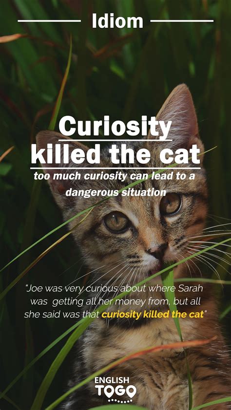 The Cat Meaning at Kevin Blankenship blog