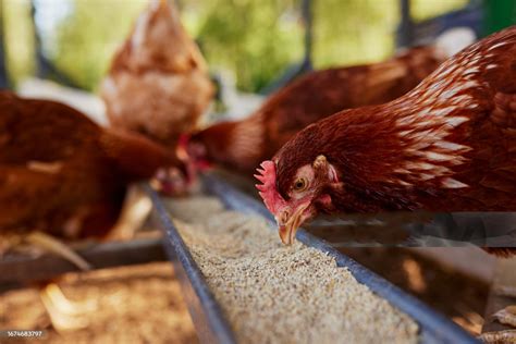 Top 7 Common Chicken Diseases and How to Prevent Them: A Complete Guide for Poultry Farmers ...