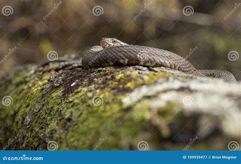 Broad-banded Water Snake stock image. Image of nature - 109939477