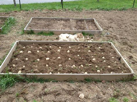 How To Plant Red Potatoes In A Raised Bed at Julian Lentini blog