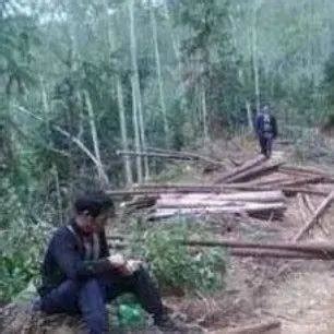 砍自己家的杉木建房，被判拘役3个月，如何正确砍伐自家树木 - 知乎
