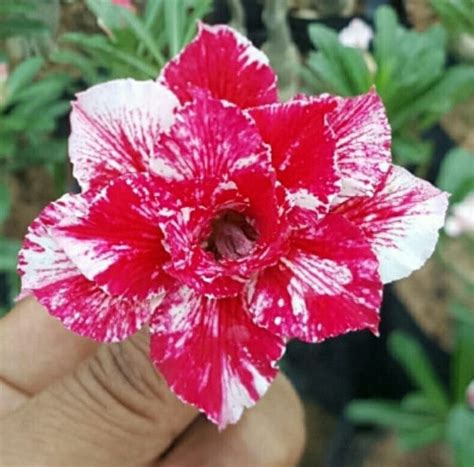 Burgundy Blossom Crispum Adenium Desert Rose | myBageecha