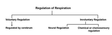 What are regulation of respiration? Definition, Types and Importance ...