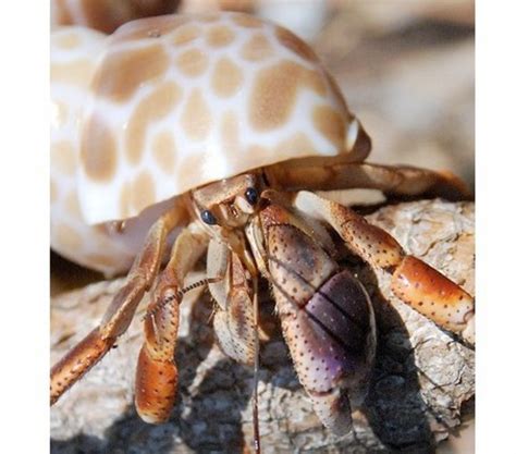 Hermit Crab Species - Types of Hermit Crabs - HubPages