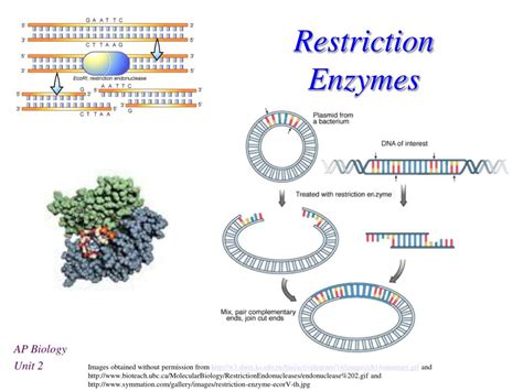 Image result for Restriction Enzymes Function