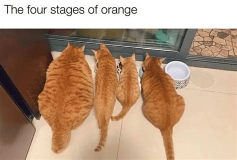 Image result for Apigee API Analytics