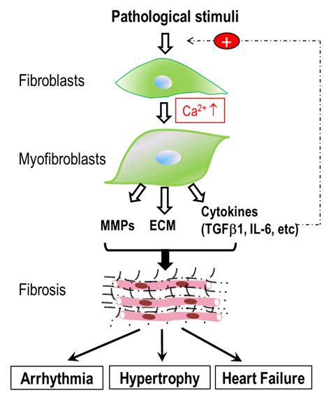 Ca2+ Signaling in Cardiac Fibroblasts and Fibrosis-Associated Heart ...