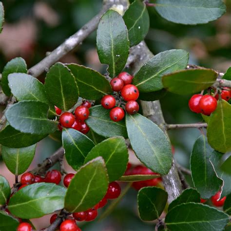 Using Georgia Native Plants: Beautiful Native Plants for Georgia in Winter