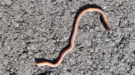 Do Worms Drown when it Rains? | Your Weather by Meteorologist Cindy Day