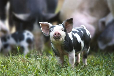 De 8 schattigste Instagram biggetjes - Libelle | Baby farm animals ...