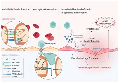 Leukocyte Extravasation Steps